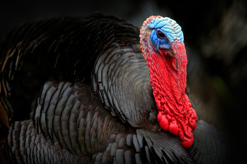 Turkey