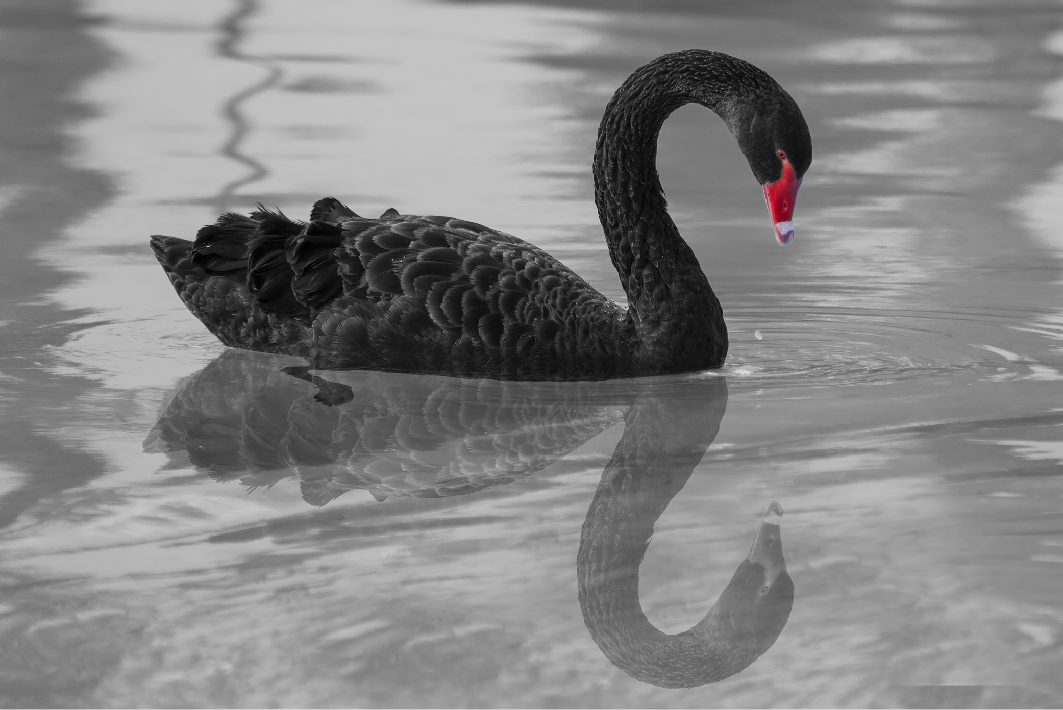 Book Review – The Black Swan
