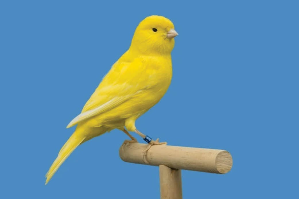 Canary